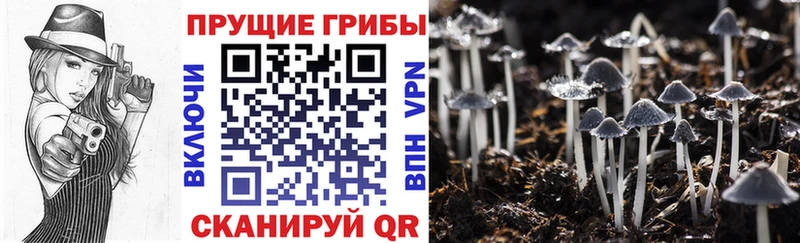 ОМГ ОМГ ССЫЛКА Гаджиево Псилоцибиновые грибы мицелий